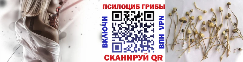 Псилоцибиновые грибы Cubensis  Волжский 